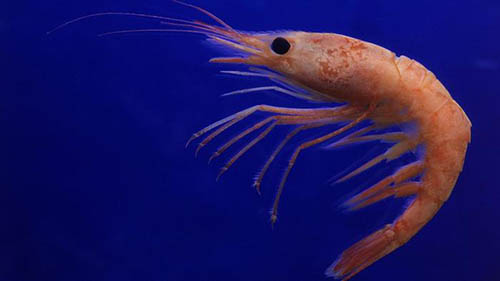slow-fish-live-shrimp