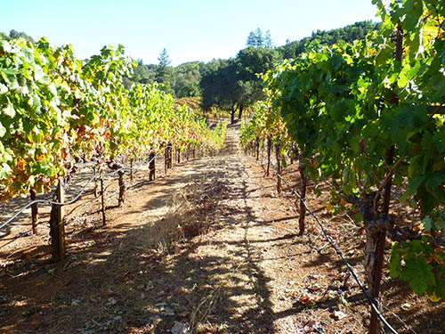 sonoma-wine-country-travel-story