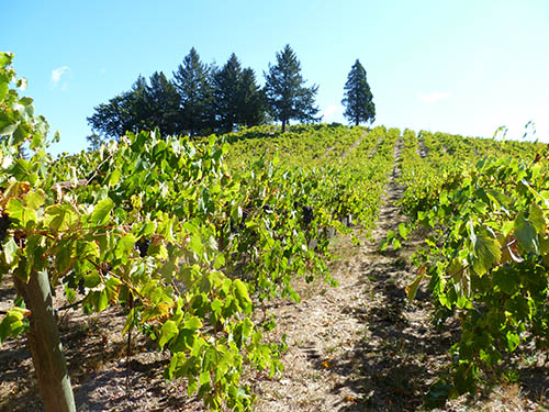 sonoma-wine-country-travel-story