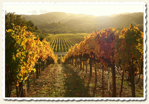 sonoma-wine-country-travel-story